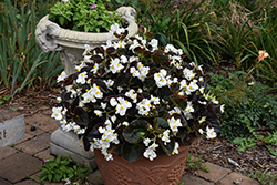 Big White Bronze Leaf Begonia (Begonia 'Big White Bronze Leaf') at Lakeshore Garden Centres