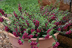 AngelFlare Cranberry Angelonia (Angelonia angustifolia 'Balangflran') at Lakeshore Garden Centres
