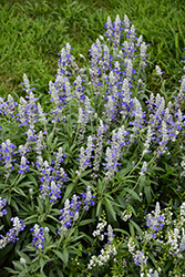 Sallyfun Blue Ice Salvia (Salvia farinacea 'Sallyfun Blue Ice') at Lakeshore Garden Centres