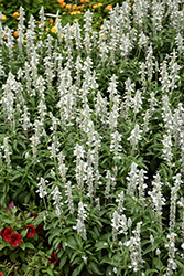 Sallyfun Pure White Salvia (Salvia farinacea 'Sallyfun Pure White') at Lakeshore Garden Centres