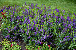 Guardian Angel Blue Angelonia (Angelonia angustifolia 'Balguaralue') at Lakeshore Garden Centres
