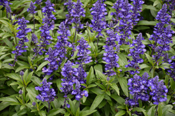 Sallyfun Blue Lagoon Salvia (Salvia farinacea 'Sallyfun Blue Lagoon') at Lakeshore Garden Centres