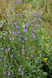 Hoary Vervain (Verbena stricta) at Lakeshore Garden Centres