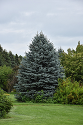 Fat Albert Blue Spruce (Picea pungens 'Fat Albert') at Lakeshore Garden Centres