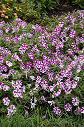 Cascadias Fuchsia Gem Petunia (Petunia 'Cascadias Fuchsia Gem') at Lakeshore Garden Centres
