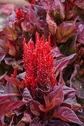 Burning Embers Celosia (Celosia plumosa 'Burning Embers') at Lakeshore Garden Centres