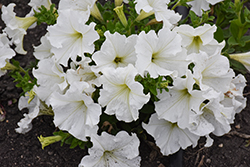 Super Cascade White Petunia (Petunia 'Super Cascade White') at Lakeshore Garden Centres
