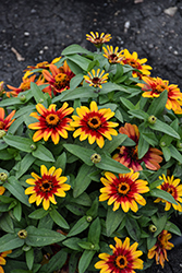 Profusion Red Yellow Bicolor Zinnia (Zinnia 'Profusion Red Yellow Bicolor') at Lakeshore Garden Centres