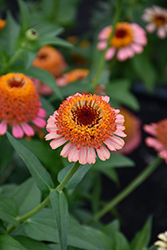 Zinderella Peach Zinnia (Zinnia 'Zinderella Peach') at Lakeshore Garden Centres