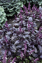 Amethyst Basil (Ocimum basilicum 'Amethyst') at Lakeshore Garden Centres