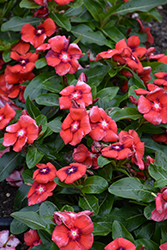 Tattoo Tangerine Vinca (Catharanthus roseus 'PAS1192835') at Lakeshore Garden Centres