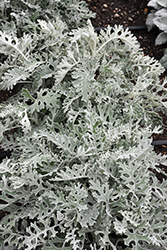 Silver Dust Dusty Miller (Senecio cineraria 'Silver Dust') at Lakeshore Garden Centres