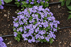 Aloha Blue Flossflower (Ageratum 'Aloha Blue') at Lakeshore Garden Centres