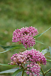 Soulmate Milkweed (Asclepias incarnata 'Soulmate') at Lakeshore Garden Centres