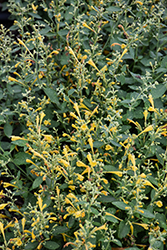 Arizona Sun Hyssop (Agastache 'Arizona Sun') at Lakeshore Garden Centres