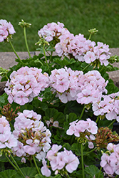 Maverick Appleblossom Geranium (Pelargonium 'Maverick Appleblossom') at Lakeshore Garden Centres