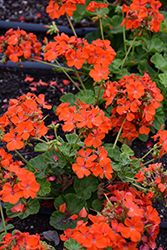 Maverick Orange Geranium (Pelargonium 'Maverick Orange') at Lakeshore Garden Centres