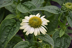 Prairie Blaze Green Coneflower (Echinacea purpurea 'Prairie Blaze Green') at Lakeshore Garden Centres