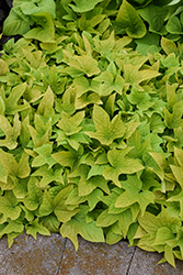 Sidekick Lime Sweet Potato Vine (Ipomoea batatas 'Sidekick Lime') at Lakeshore Garden Centres