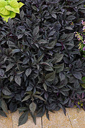 Sidekick Black Sweet Potato Vine (Ipomoea batatas 'Sidekick Black') at Lakeshore Garden Centres