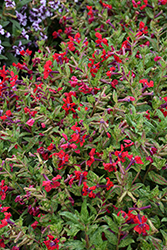 Sweet Talk Red Cuphea (Cuphea procumbens 'PAS1169708') at Lakeshore Garden Centres