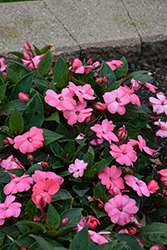 Solarscape XL Salmon Glow Impatiens (Impatiens 'PAS1398046') at Lakeshore Garden Centres