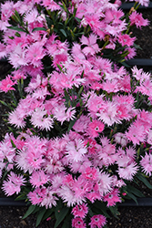 Supra Pink Pinks (Dianthus 'Supra Pink') at Lakeshore Garden Centres