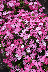 Rockin' Pink Magic Pinks (Dianthus 'PAS1350217') at Lakeshore Garden Centres