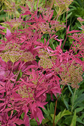 Golden Alexander (Zizia aurea) at Lakeshore Garden Centres