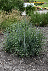 Indian Grass (Sorghastrum nutans) at Lakeshore Garden Centres