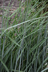 Indian Grass (Sorghastrum nutans) at Lakeshore Garden Centres