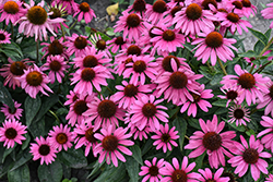 Sombrero Rosada Coneflower (Echinacea 'Balsomrosa') at Lakeshore Garden Centres