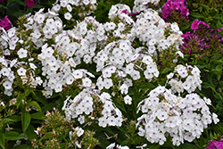 Ka-Pow White Garden Phlox (Phlox paniculata 'Balkapowi') at Lakeshore Garden Centres