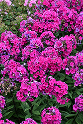 Super Ka-Pow Fuchsia Garden Phlox (Phlox paniculata 'Balsukafus') at Lakeshore Garden Centres