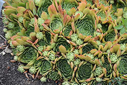 Silver King Hens And Chicks (Sempervivum 'Silver King') at Lakeshore Garden Centres