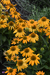Artisan Yellow Ombre Coneflower (Echinacea 'PAS1303304') at Lakeshore Garden Centres