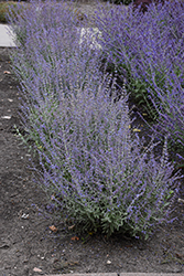 Bluesette Russian Sage (Perovskia atriplicifolia 'Bluesette') at Lakeshore Garden Centres