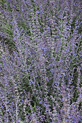 Bluesette Russian Sage (Perovskia atriplicifolia 'Bluesette') at Lakeshore Garden Centres