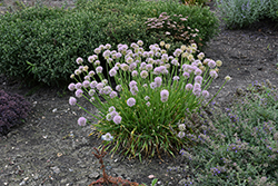 Prairie Onion (Allium stellatum) at Lakeshore Garden Centres