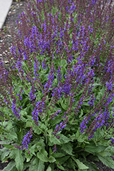 Blue By You Meadow Sage (Salvia nemorosa 'Balsalbyu') at Lakeshore Garden Centres