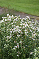 Hairy Mountain Mint (Pycnanthemum verticillatum var. pilosum) at Lakeshore Garden Centres