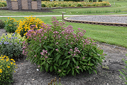 Glenda Joe Pye Weed (Eupatorium maculatum 'Glenda') at Lakeshore Garden Centres