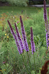 Blazing Star (Liatris spicata) at Lakeshore Garden Centres