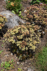 Peach Pearls Stonecrop (Sedum telephium 'Peach Pearls') at Lakeshore Garden Centres