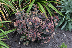Spellbound Stonecrop (Sedum 'Spellbound') at Lakeshore Garden Centres