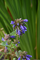 Dragonhead (Dracocephalum grandiflorum) at Lakeshore Garden Centres