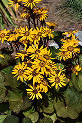 Midnight Lady Rayflower (Ligularia dentata 'Midnight Lady') at Lakeshore Garden Centres