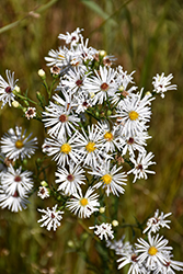 Heath Aster (Symphyotrichum ericoides) at Lakeshore Garden Centres