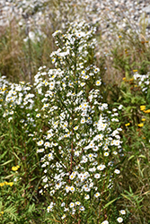 Heath Aster (Symphyotrichum ericoides) at Lakeshore Garden Centres