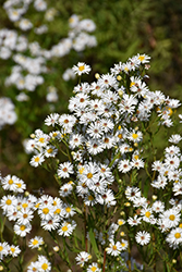 Heath Aster (Symphyotrichum ericoides) at Lakeshore Garden Centres